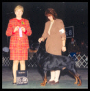 Cooper at the International K.C. of Chicago taking Winners Dog on Feb. 27th, 1999, handled by Ms. Holley Eldred, under Breeder-Judge Mrs. Catherine M. Thompson of Von Gailingen Rottweilers