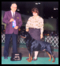Cooper at Packerland K.C. taking Winners Dog in May of 1999, handled by Ms. Holley Eldred
