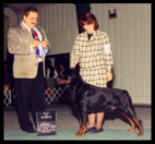 Cooper at the Waukesha K.C. in Wisconsin, taking Winners Dog & Best of Winners on Feb. 20th, 1999, handled by Ms. Holley Eldred, under Breeder-Judge Mr. Josef Hedl