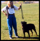 Cooper taking a V-rating at the Landesgruppe Chicago German style Rottweiler show in Chicago, IL on October 30-31, 1999, handled by owner Pat Baker, under Breeder-Judge Xavier Meixner of Vom Schwaiger Wappen kennel