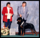 Cooper at the 1996 Colonial Rottweiler Club (CRC) Specialty in the 12-15 month dog sweepstakes class taking a 4th place, handled by Mr. Rodger Freeman, under Breeder-Judge Victoria Weaver of Gamegards Rottweilers
