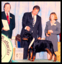 Cooper at the 1995 Medallion Rottweiler Club (MRC) Specialty in the 6-9 month puppy dog class taking a 4th place, handled by Mr. Rodger Freeman, under Judge Dr. Sam F. Burke, Jr.