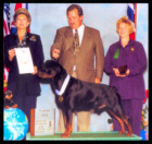 Cooper at the 1997 Medallion Rottweiler Club (MRC) Specialty following The International Federation of Rottweiler Friends (IFR) Specialty held in Chicago, IL. U.S.A. He was shown in the Open dog class taking a 4th place, handled by Mr. Rodger Freeman, under Breeder-Judge Mrs. Betty Leininger