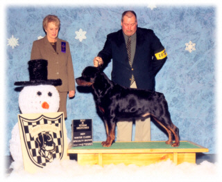 Multi-V Rated, A/C Ch. RH's Billion Dollar Baker Baby, CD, 2000 NSRC Stud Dog Winner. Cooper shown at the Indy Winter Classic Indepedent Specialty Shows. He is 2003 Hoosier Rottweiler Club Specialty Best in Veteran Sweepstakes Winner, handled by Mr. Rodger Freeman, under Breeder-Judge Ms. Carol Laskey.