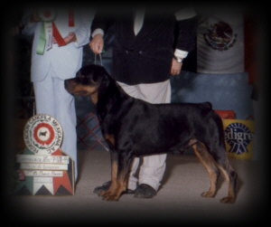 Back-to-Back Best in Show