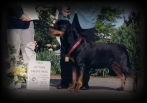 Ditto winning a Best in Veterans Sweepstakes class at the CRC 98'