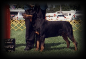 Best of Winners / Winners Dog at Burlington KC in July of 92'