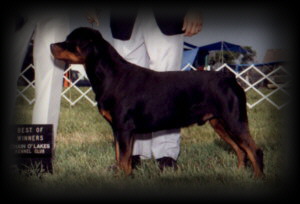Best of Winners / Winners Dog at Chain O'Lakes KC in June of 92'   