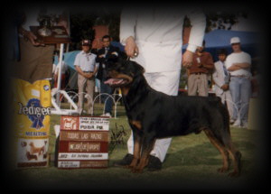 Ditto winning a Group1 and Reserve Best in Show in Mexico