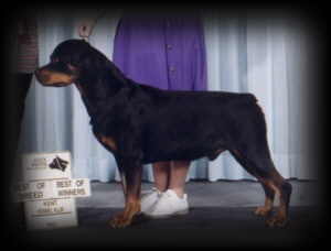 Ditto taking BOB at the Kent Kennel Klub in Canada