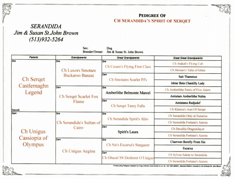 Sire: Ch. Serandida Spirit of Serqet - "Sergio"