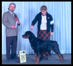 Grimm in Canada at the Elgin Country K.C. taking Best of Breed, Best of Winners, & Winners Dog, in 2003, handled by Ms. Pat Turner