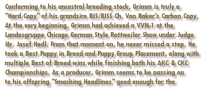 Conforming to his ancestral breeding stock, Grimm is truly a "Hard Copy" of his grandsire, BIS/BISS Ch. Von Baker's Carbon. At the very beginning, Grimm had achieved a VVN-1 at the Landesgruppe Chicago German-Style Rottweiler Show under Judge Mr. Josef Hedl. From that moment on, he never missed a step. He took a Best Puppy in Breed and Puppy Group Placement, along with multiple Best of Breed wins while finishing both his AKC & CKC Championships. As a producer, Grimm seems to be passing on to his offspring "Smashing Headlines" good enough for the