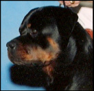 Braeden's headstudy upclose