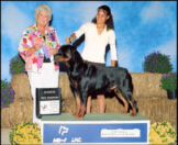 "Gotham" New Champion on 9-3-06, taking WD at Livonia KC, handled by Lynette Lomason