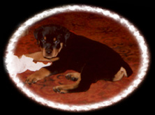 Jade at home, before he went to his new owner's home