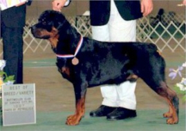 Duke taking Best in Specialty Show handled by Mr. Perry Pason