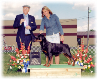Ch. Von Baker's Too Hot To Hold, CGC, Can ptd., Multi-BOS Winner - "Turner"