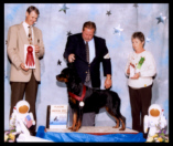 Turner at 2001 MRC specialty taking a 2nd place from the Am-Bred class, handled by Mr. Rodger Freeman