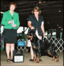 "Mack" ~ Von Baker's Wide Turn Trucker, RN - Turner x Tucker - seen taking BOW for his first pts in Marshall, MI, 7-08, handled by Holley Eldred