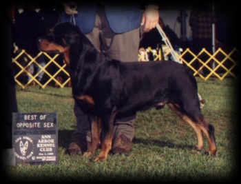Judge winning Best of Winners/Best of Opposite Sex at Ann Arbor KC on 10/3/99