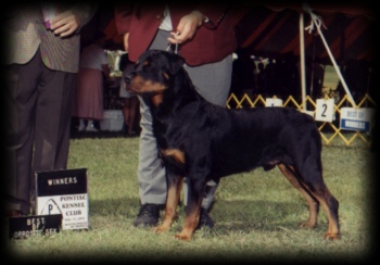 Judge winning Best of Winners/Best of Opposite Sex at Pontiac KC on 8/22/99
