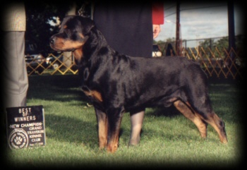 Judge winning Best of Winners and received his Championship Title at Grand Traverse KC on 6/17/00
