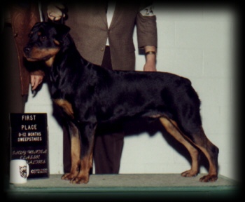 Judge winning 1st place from 9-12mos puppy dog sweepstakes at the 1st Hoosier Rottweiler Spec. 97'