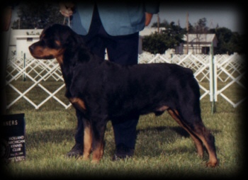 Judge winning Winners Dog at Holland MI KC on 5/28/99