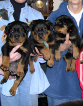 "Turner" puppies